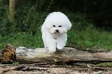 BICHON FRISE 162